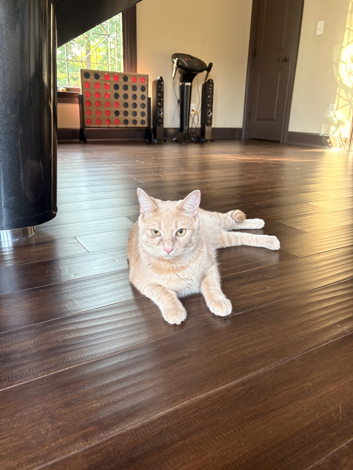 Found Cat in Duluth, Minnesota — listing photo