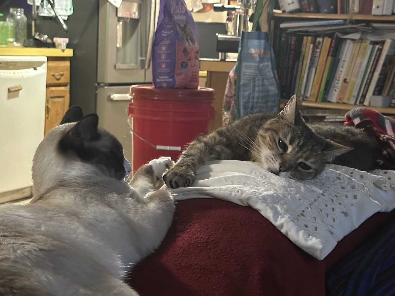 Lost Cat in Astoria — Peaches — additional photo 2