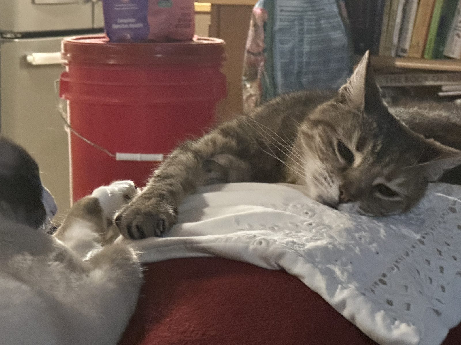 Lost Cat in Astoria — Peaches