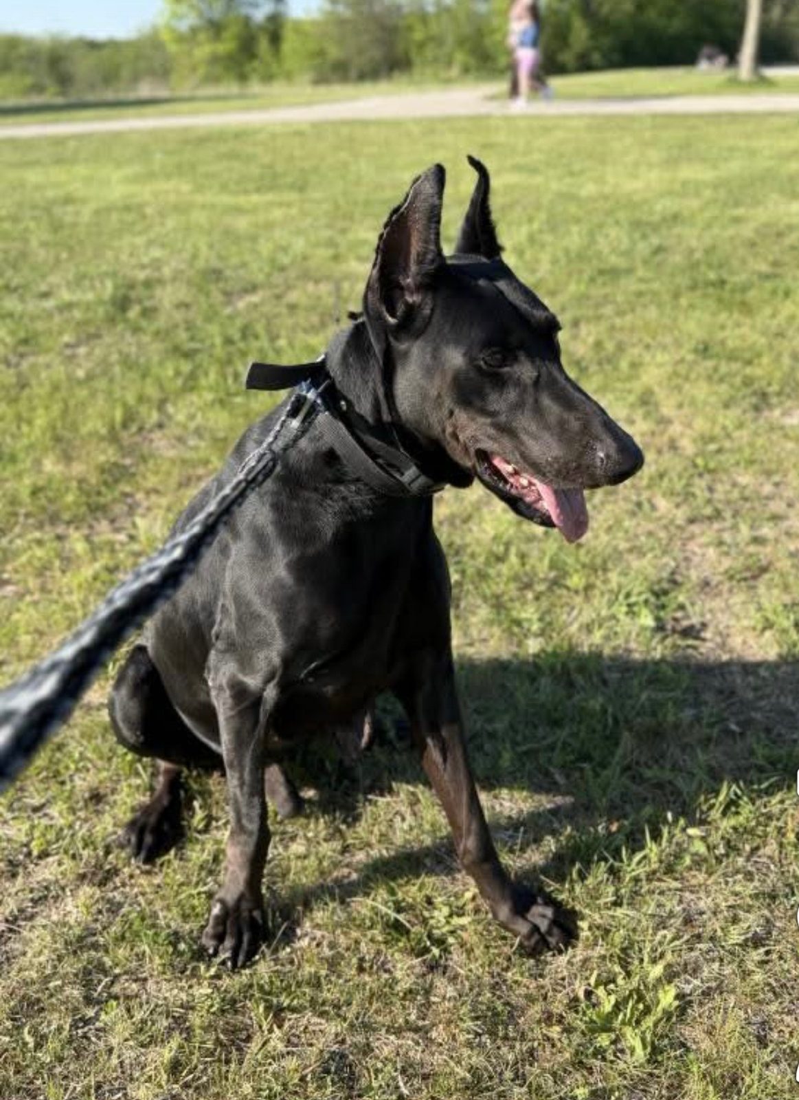 Lost Dog in New Berlin, Wisconsin — listing photo