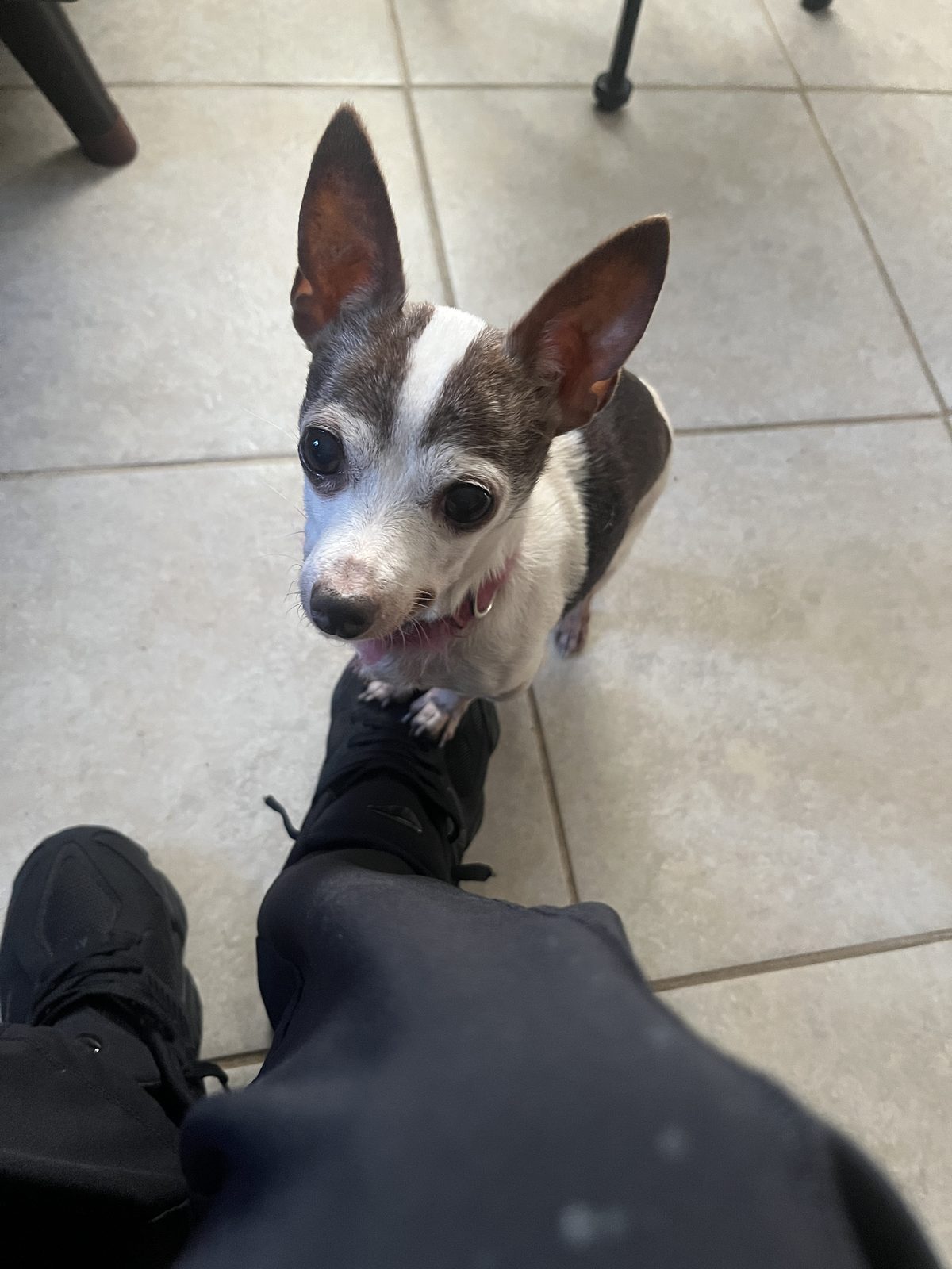Lost Dog in Indianapolis, Indiana — listing photo