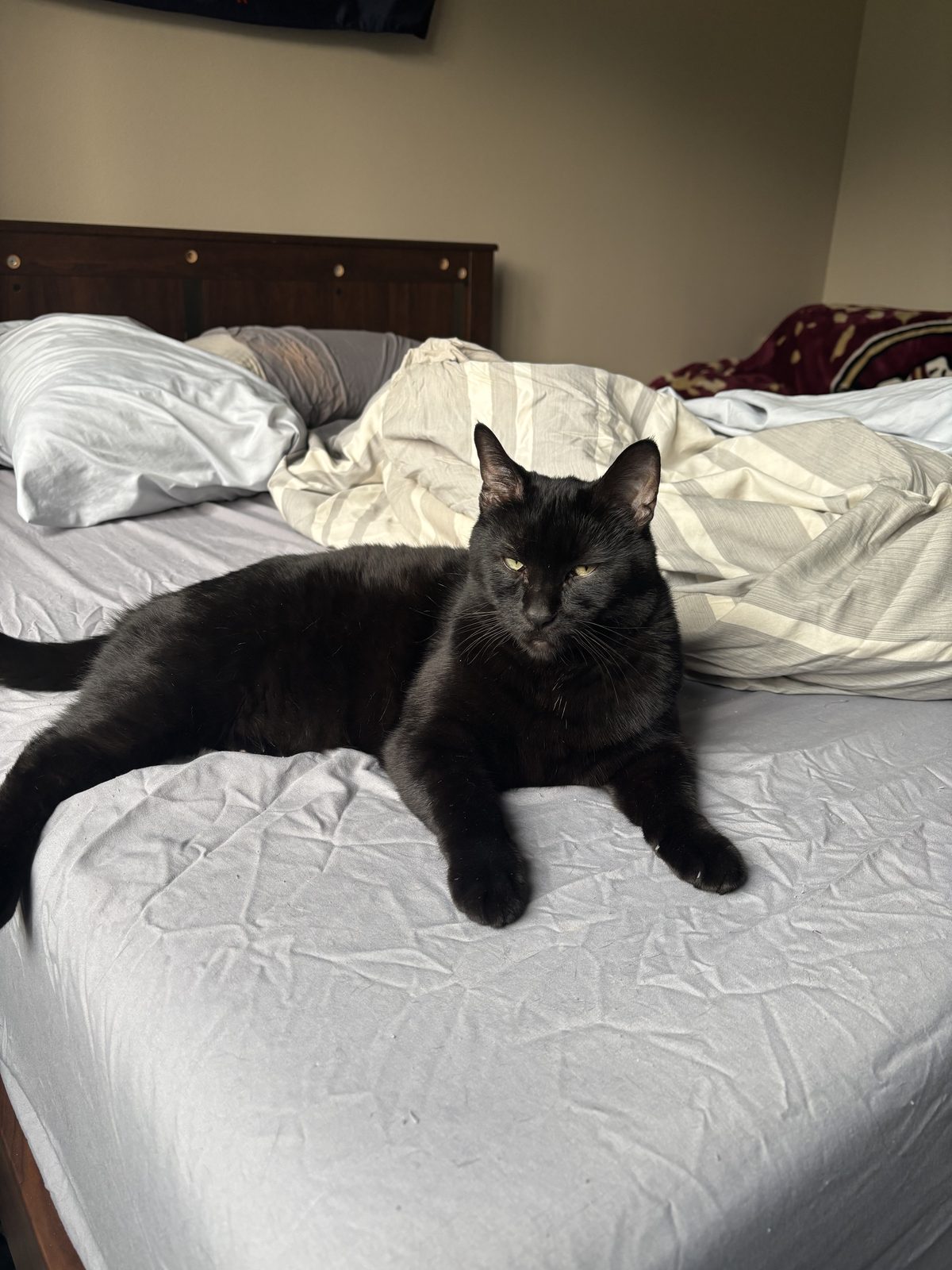 Jason the Cat is missing