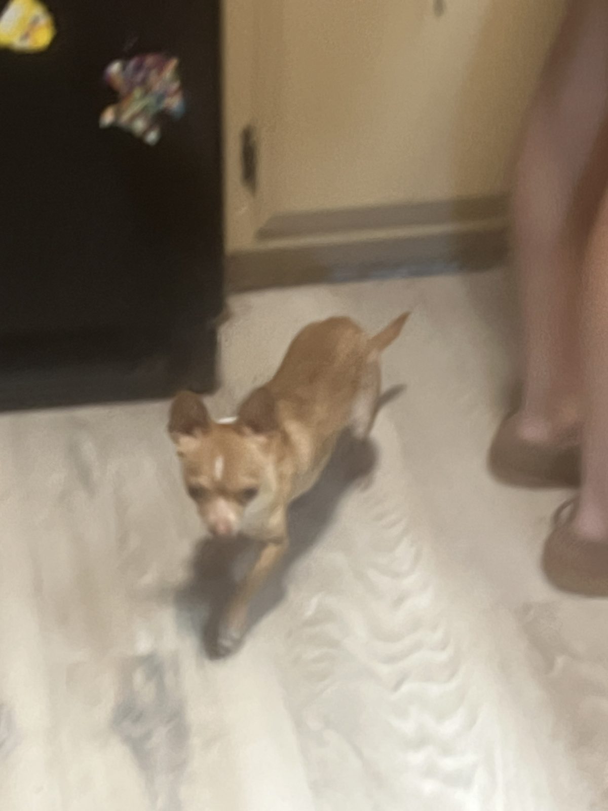 Lost Dog in Hemet, California — listing photo
