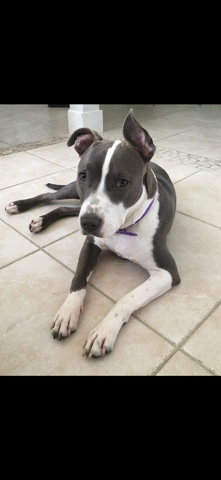 Lost Dog in Naranja, Florida — listing photo — additional photo 2