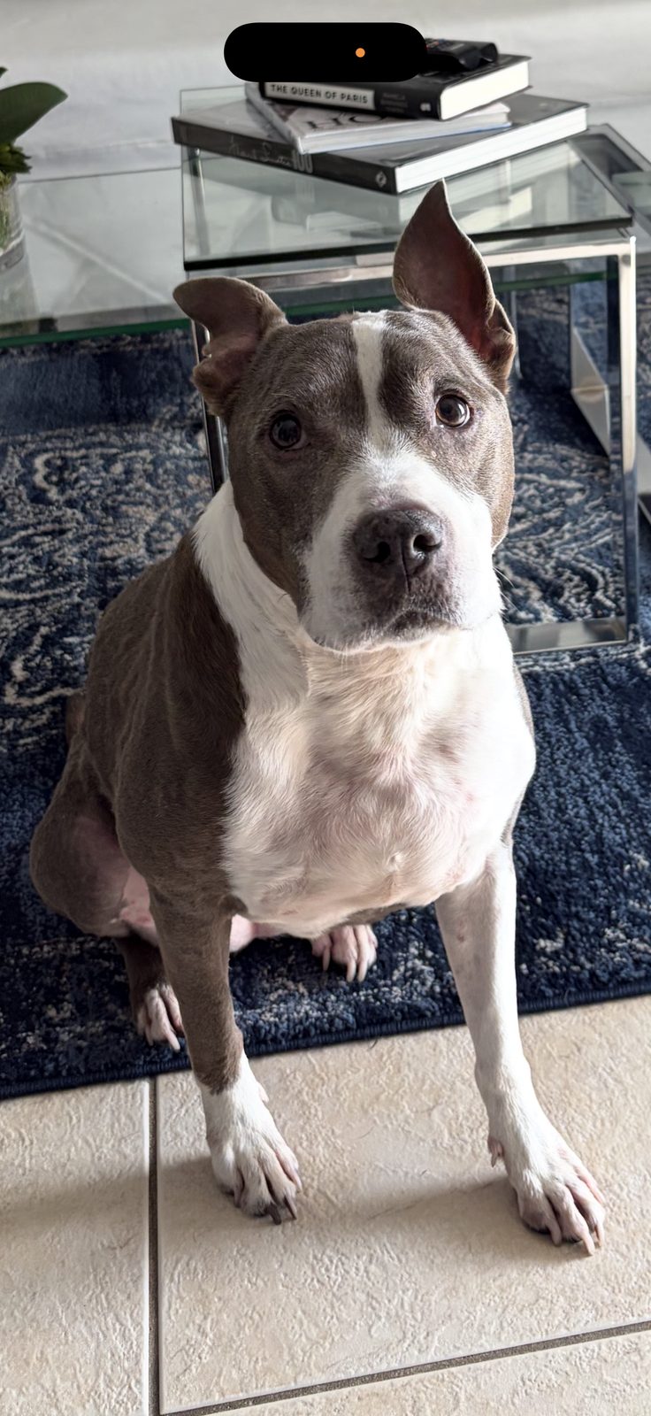 Lost Dog in Naranja, Florida — listing photo
