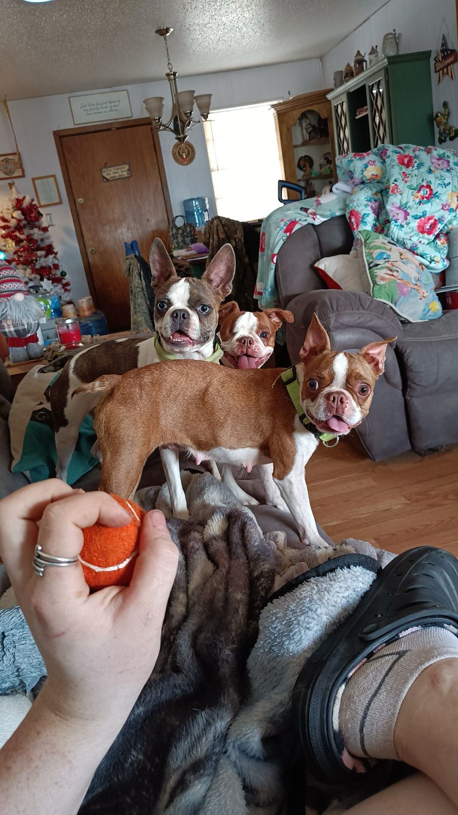 Lost Dog in Midland, Texas — listing photo