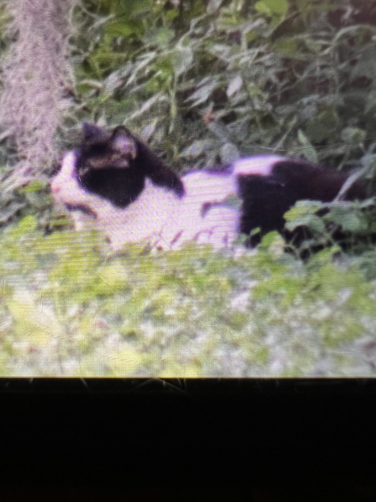 Found Cat in Land O' Lakes, Florida — Tuxedo — additional photo 2