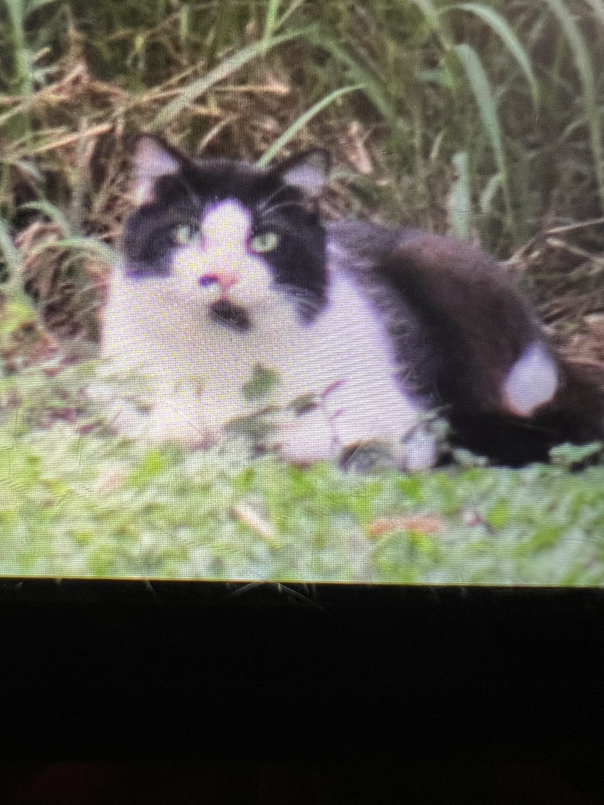 Found Cat in Land O' Lakes, Florida — Tuxedo