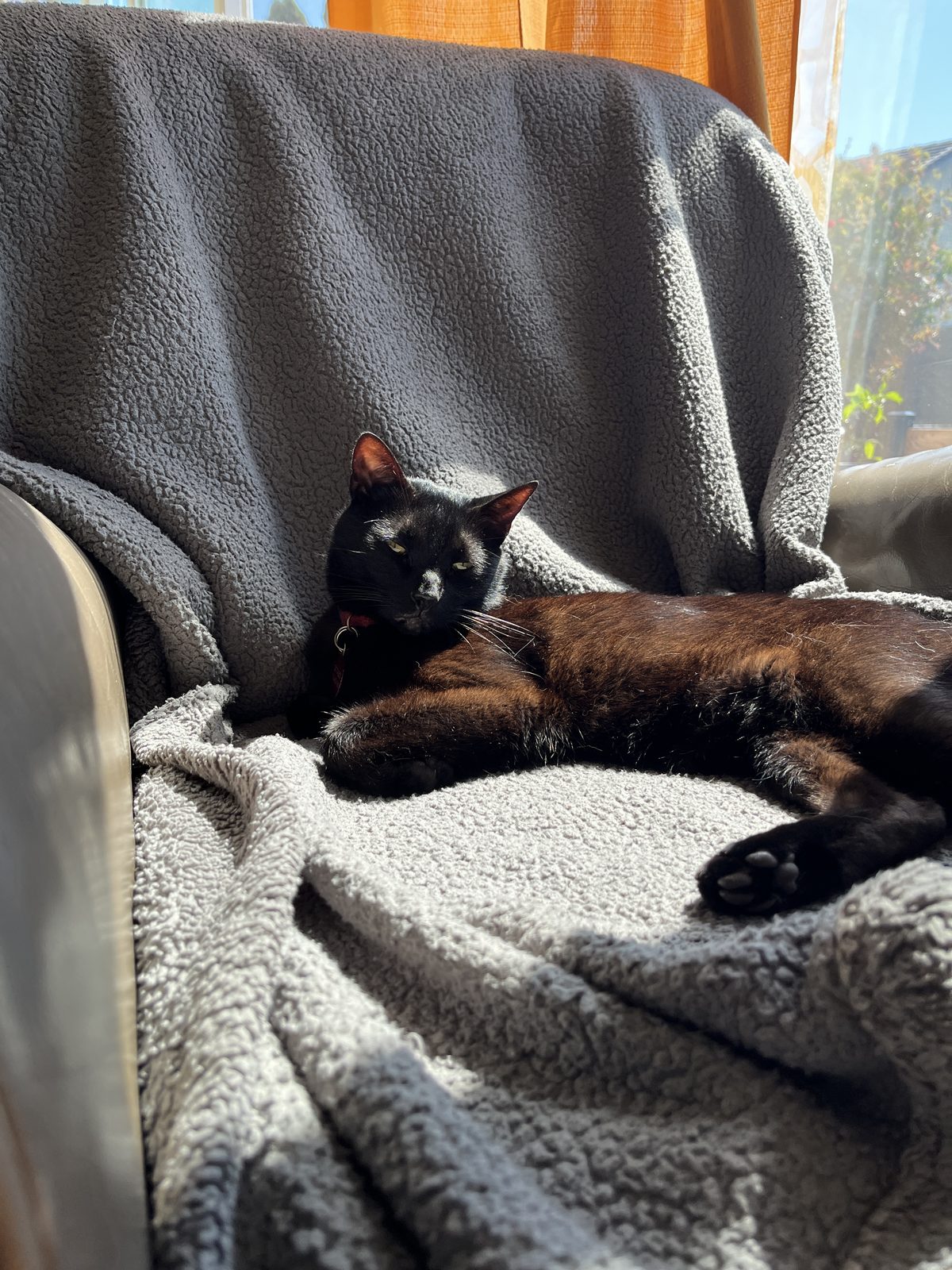 Lost Cat in Huntington Beach, California — listing photo