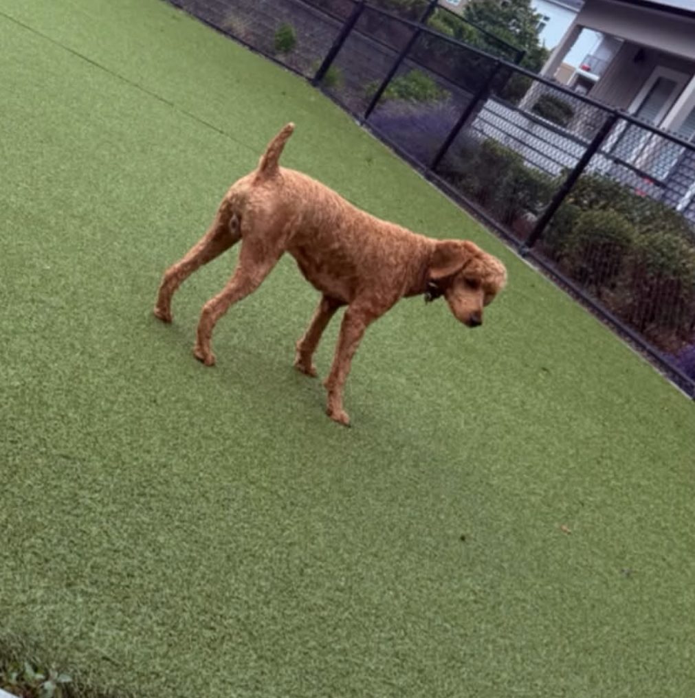 Lost Dog in Lacey, Washington — Find KungPow