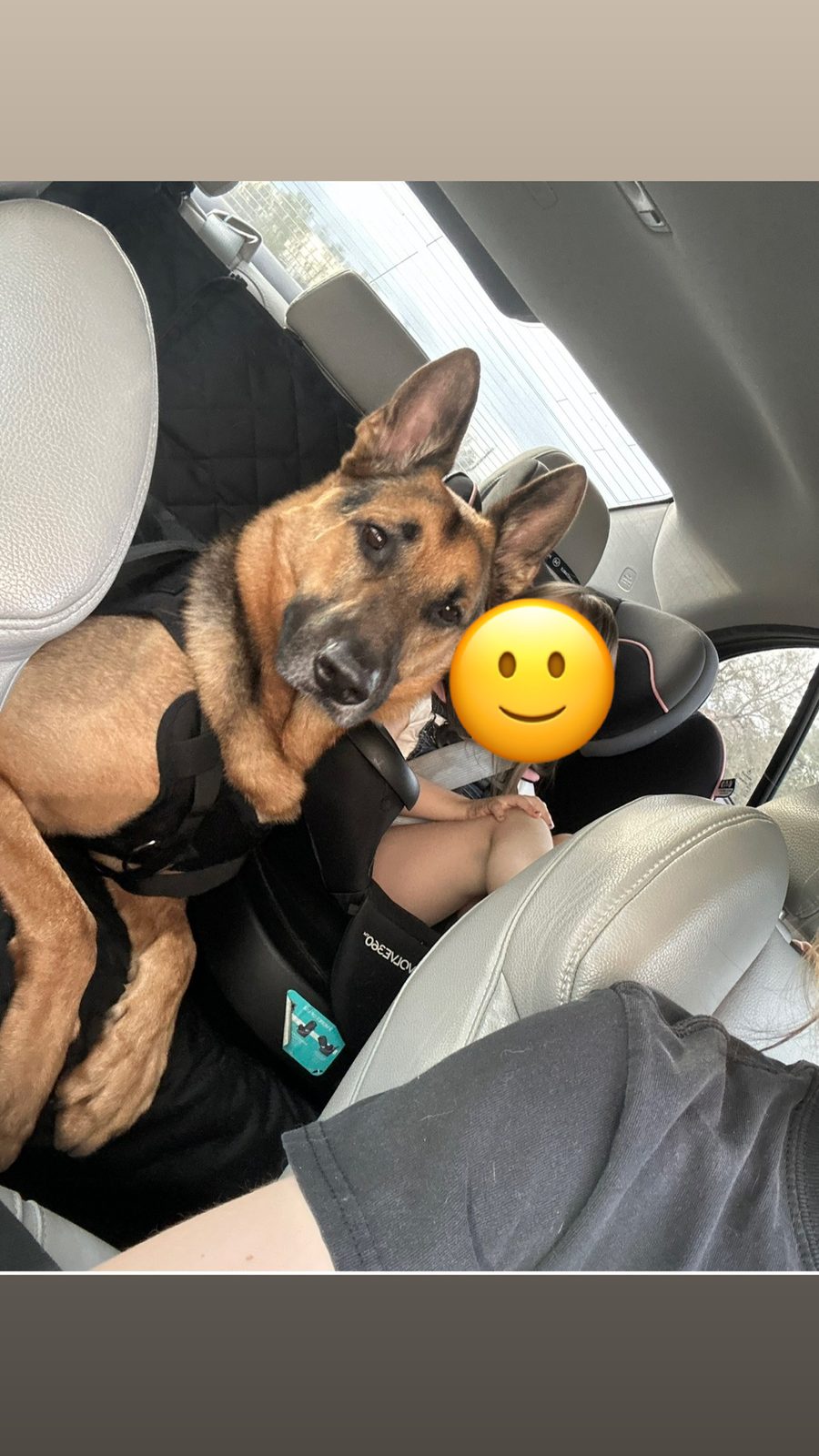 Lost Dog in Jacksonville, Florida — German shephard
