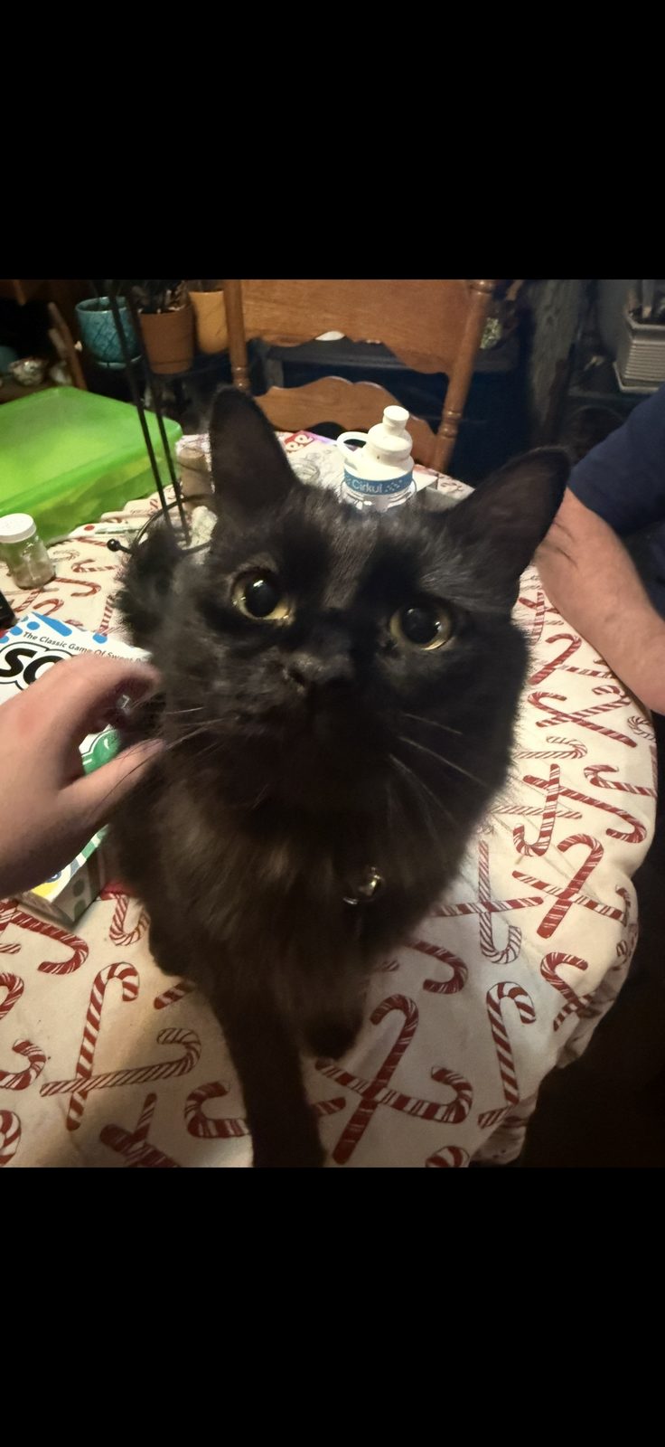 Lost Cat in Hermitage, Tennessee — Please bring my baby home