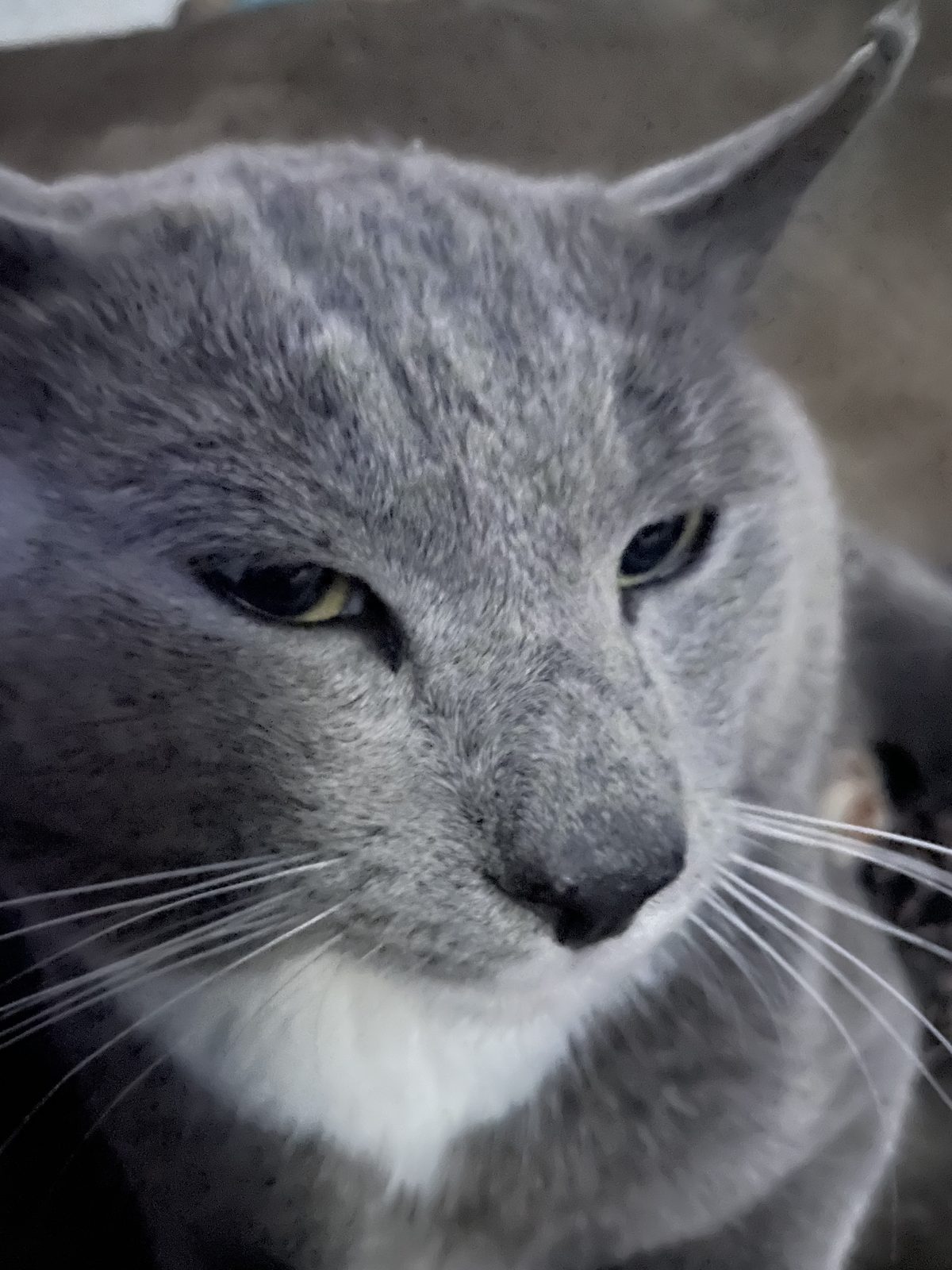 Lost Cat in Charlotte, North Carolina — listing photo