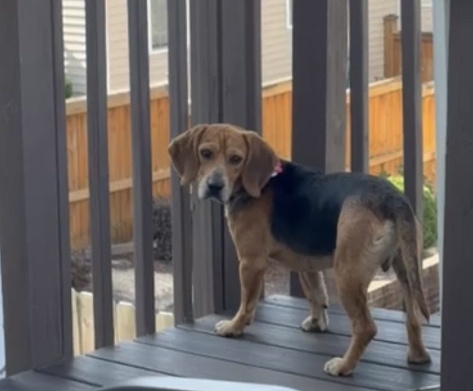 Lost Dog in Wake Forest, North Carolina — Beagle Norbert