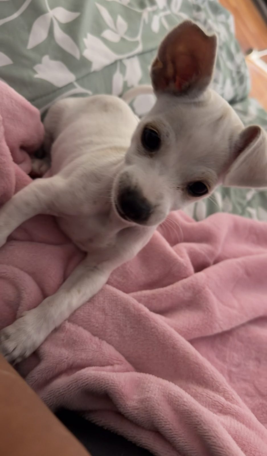 Lost Dog in Las Vegas, Nevada — Billie