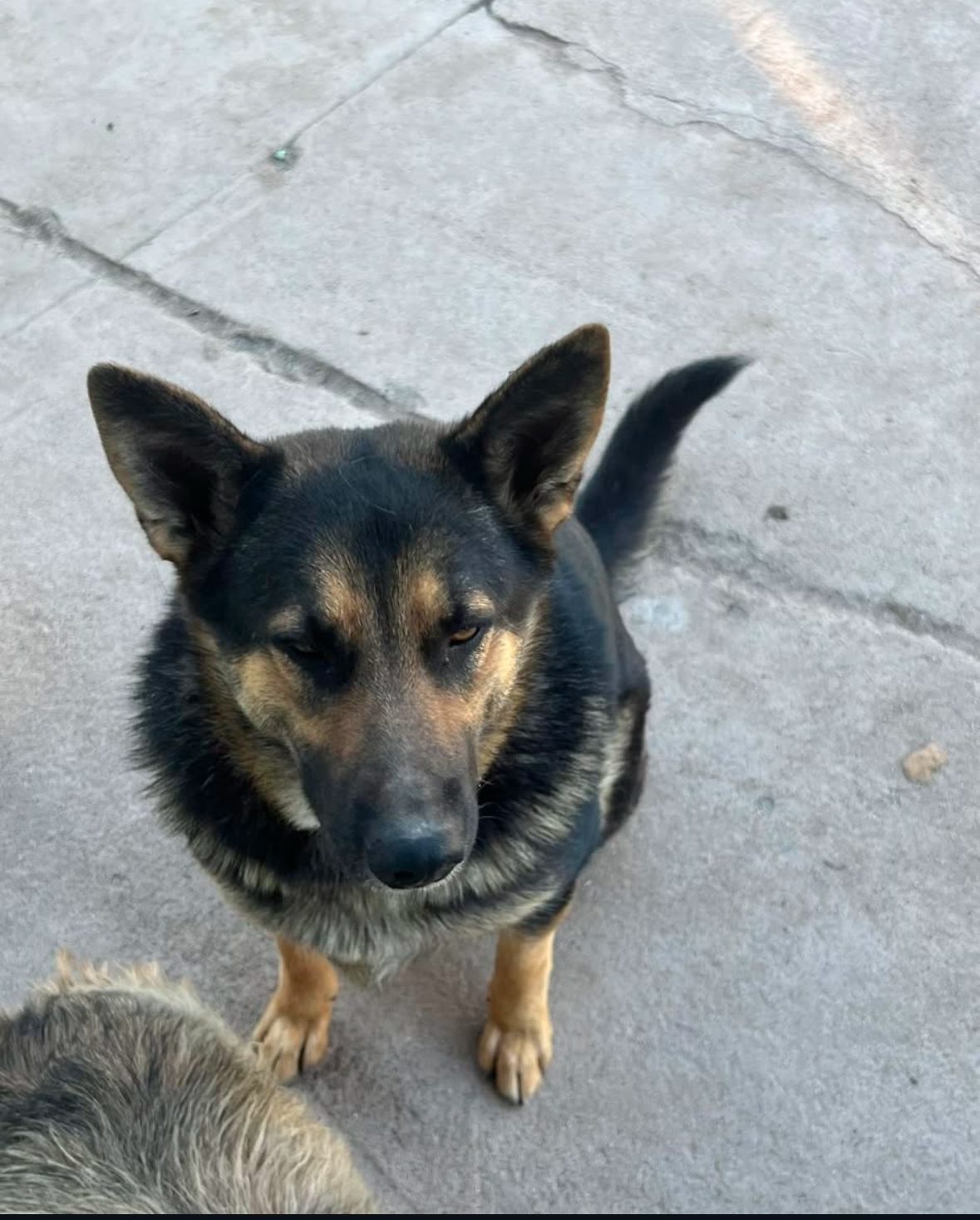Lost Dog in Oceanside, California — listing photo