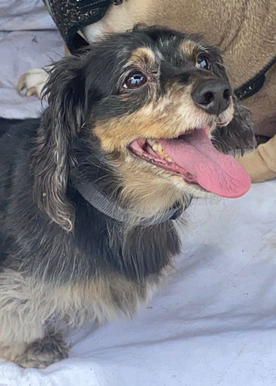 Lost Dog in Abilene, Texas — listing photo