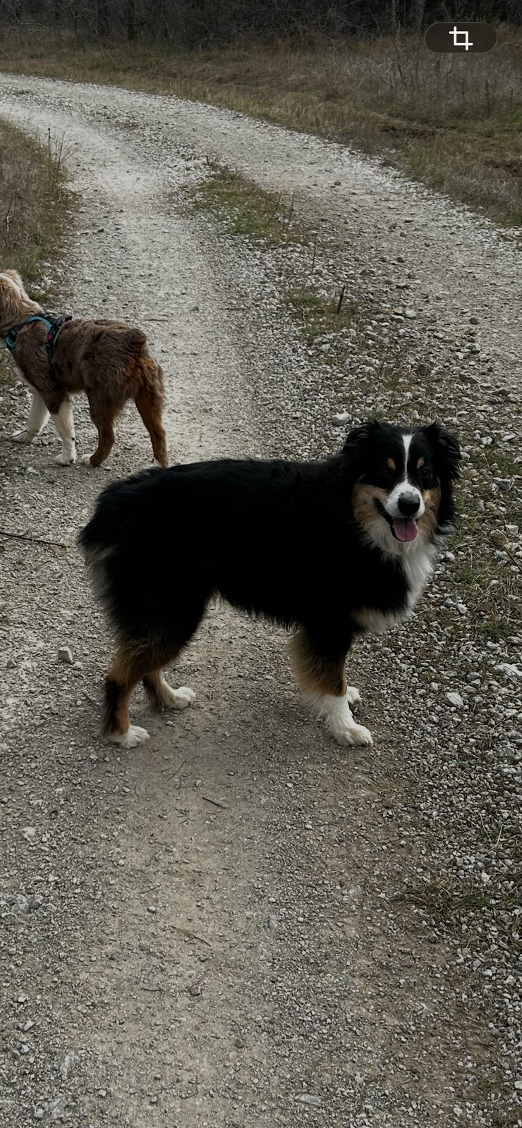 Lost Dog in Santo, Texas — listing photo