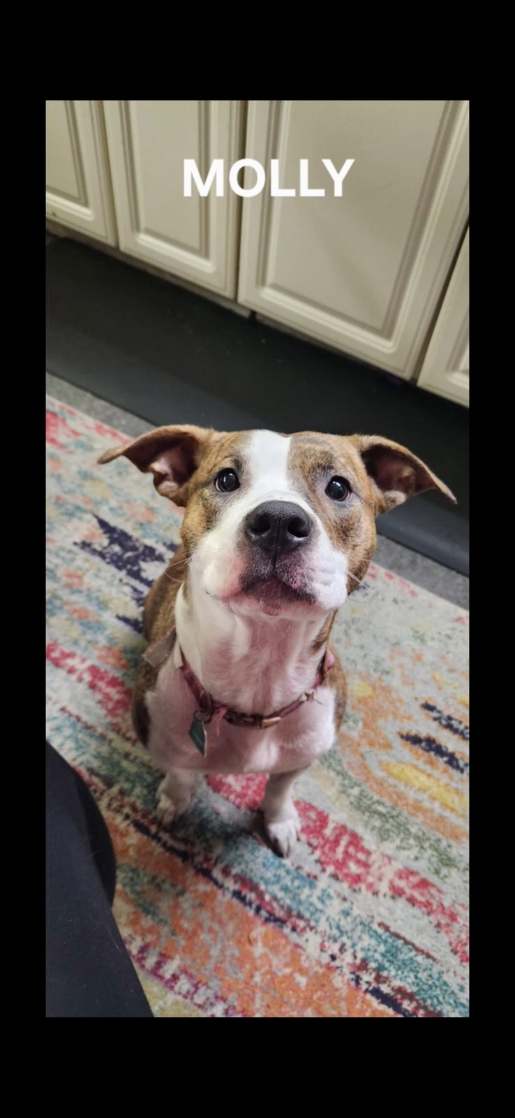 Lost Dog in Anna — listing photo
