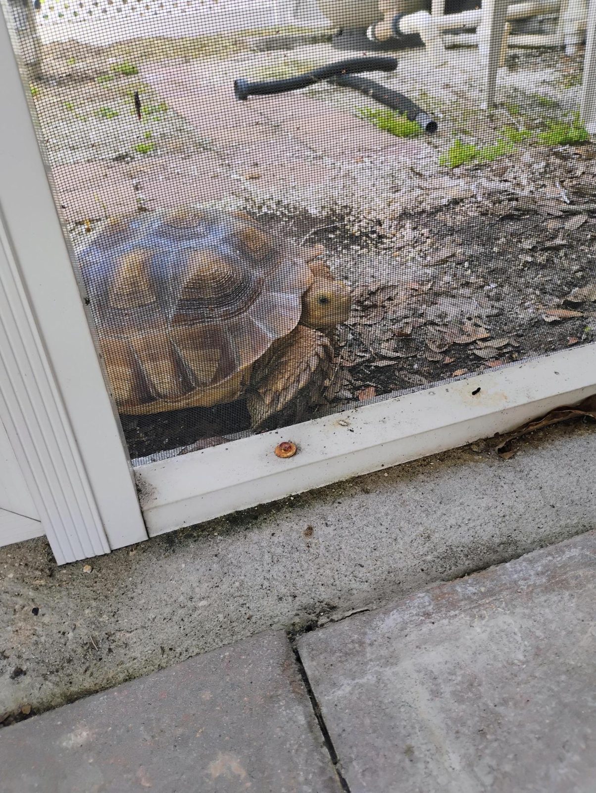 Missing Sulcatta Tortoise
