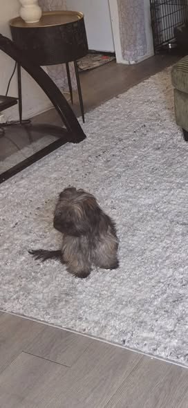 Lost Dog in Los Angeles, California — listing photo