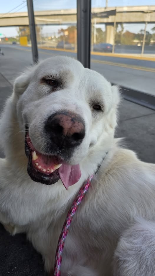 lost dog in Los Angeles, California