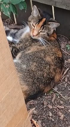 Found Cat in Lisle, Illinois — Please help spread the word about this found cat — additional photo 2