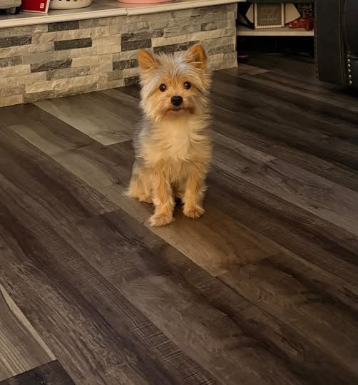 Found Dog in Waukegan, Illinois — We are a great community and our Daisy has been FOUND🙏🏽 Thank you for every share✨ 🚨 MISSING…