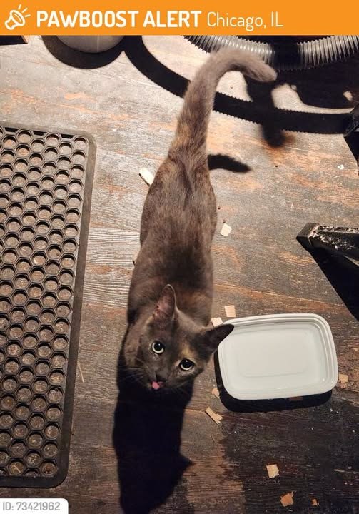 Found Cat in Chicago, Illinois — This cat was FOUND in Chicago, IL 60639 near Palmer & Lorel