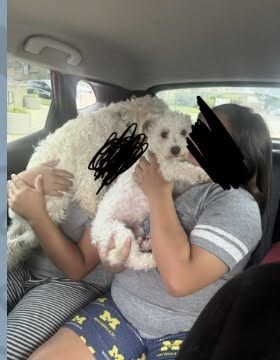 Lost Dog in Waukegan, Illinois — Hi guys, Colbeana is lost (again)