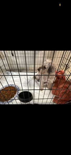 Found Dog in Los Angeles, California — Thank you 🚨 FOUND DOG IN LOS ANGELES — PLEASE SHARE 🐾 Hello everyone — additional photo 3