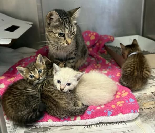 Pet alert in Houston, Texas — On Euthanasia list at BARC, Houston for Monday, Deadline at 1 pm🚨 Stunning and friendly Mom 🐱 ❤️…