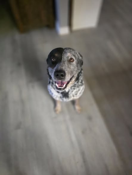 Found Dog in Hesperia, California — HESPERIA, CA-FOUND DOG❗️RECOGNIZE HIM❓️ Anyone missing this handsome boy off of walnut and… — additional photo 3