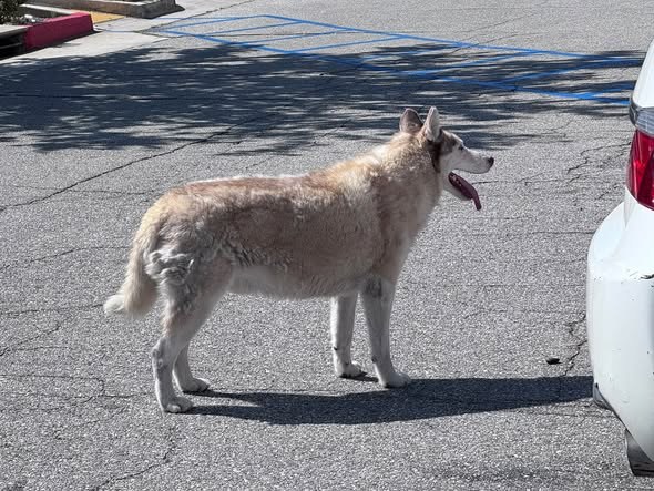 Found Dog in Rowland Heights, California — LOOSE DOG SPOTTED – ROWLAND HEIGHTS 🚨 A medium-sized white Husky was spotted… — additional photo 2