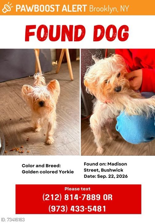 Found Dog in Brooklyn, New York — This dog was FOUND in Brooklyn, NY 11221 near Madison St and Knickerbocker