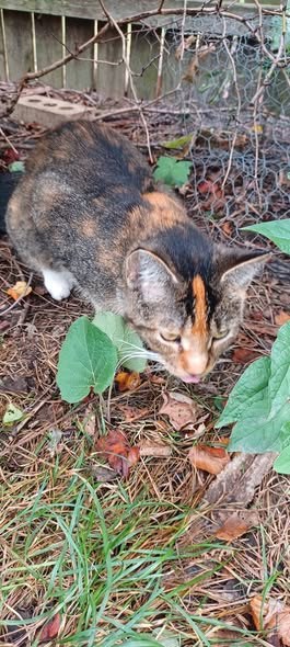 Found Cat in Lisle, Illinois — Please help spread the word about this found cat
