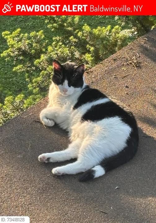 Lost Cat in Baldwinsville, New York — Leo was LOST in Baldwinsville, NY 13027 near Abbots farms