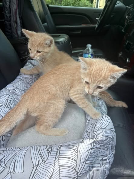 found pet in Advance, Illinois