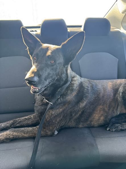 Found Dog in Compton, California — listing photo
