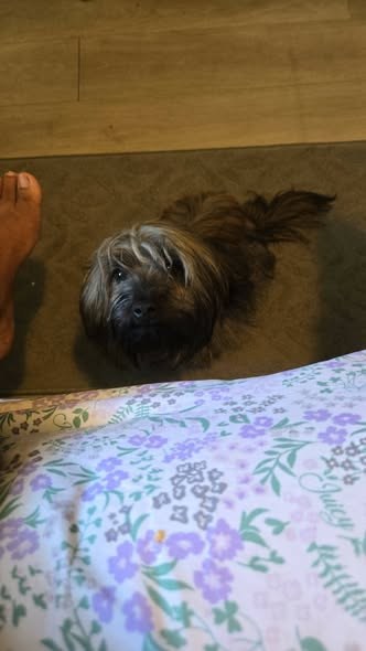 Lost Dog in Los Angeles, California — listing photo — additional photo 2