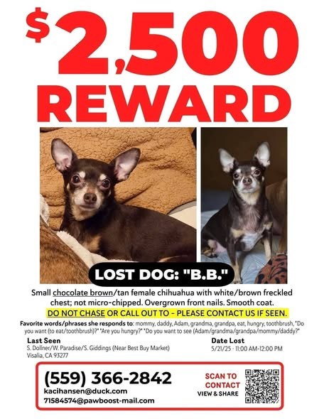 Found Dog in Visalia, California — I am still offering a $2,500 reward for information that leads to her being found — additional photo 3