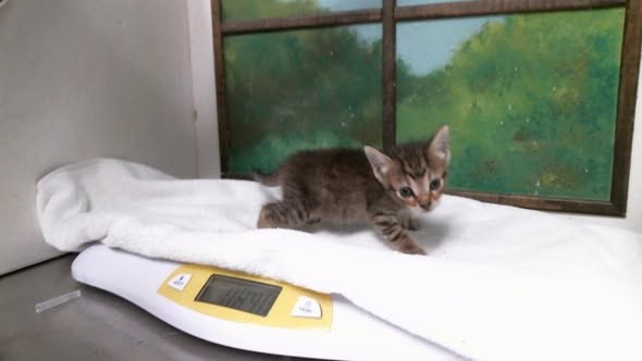 Pet alert in Houston, Texas — On Euthanasia list at BARC, Houston for Monday, Deadline at 1 pm🚨 Stunning and friendly Mom 🐱 ❤️… — additional photo 2