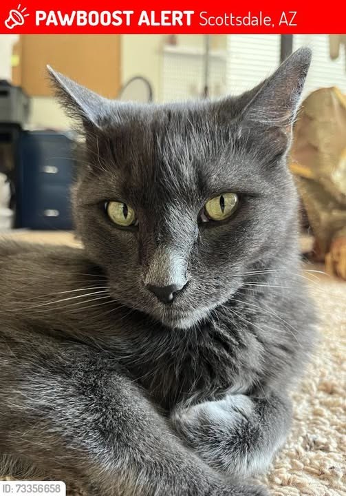 lost cat in Scottsdale, Arizona