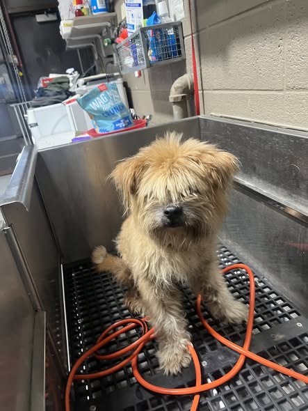 Found Pet in North Chicago, Illinois — This adorable, gentle boy was found covered in fleas at 12th and Jackson in North Chicago…