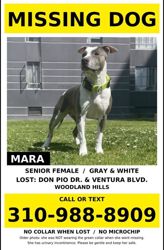 Lost Dog in Woodland Hills, California — listing photo
