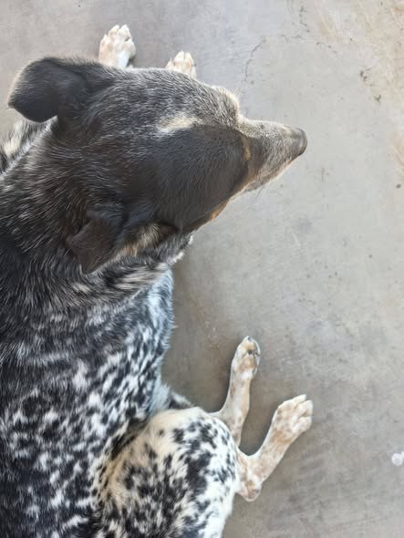 Found Dog in Hesperia, California — HESPERIA, CA-FOUND DOG❗️RECOGNIZE HIM❓️ Anyone missing this handsome boy off of walnut and… — additional photo 2