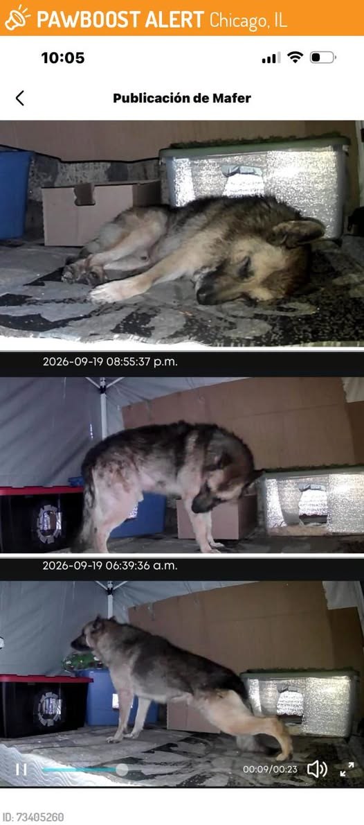 Found Dog in Chicago, Illinois — This dog was SIGHTED in Chicago, IL 60636 near Honore & 59 st