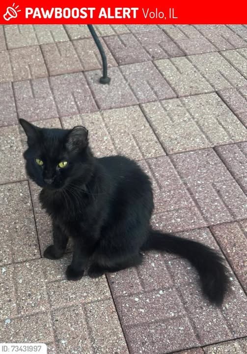 Lost Cat in Volo, Illinois — listing photo
