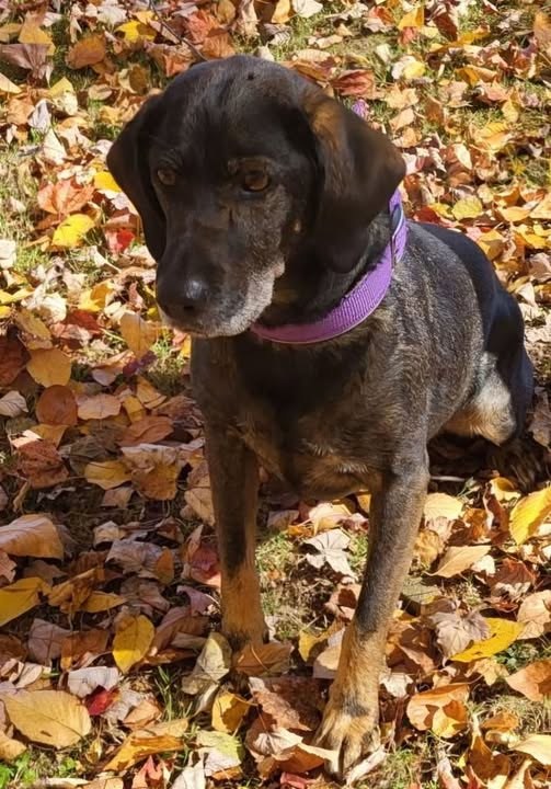 lost dog in Bath, New York