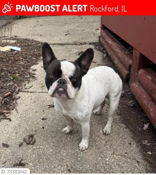 Lost Dog in Rockford, Illinois — Huncho was LOST in Rockford, IL 61104 near 9th st and 11th st